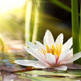 Postzegels
van het thema Bloemen En Planten
'
Postzegels
van het thema Bloemen En Planten
'