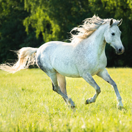 
Postzegels





van het thema Paarden

'