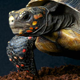 
Postzegels





van het thema Schildpadden

'