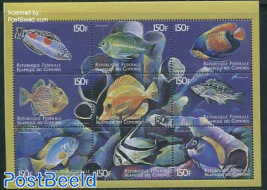 Fish 9v m/s, Coris aygula