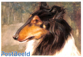 Collie, Schotse herdershond