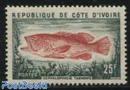 Fish (Cephalopholis taeniops) 1v