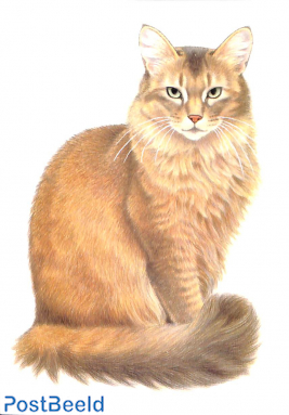 Francien van Westering, cat