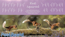 Red Squirrel 3v m/s