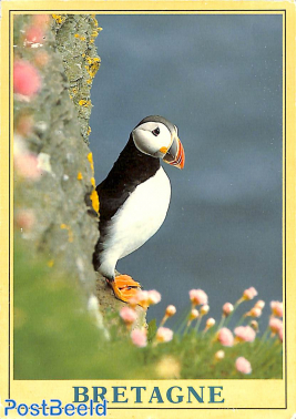 Puffin Bretagne