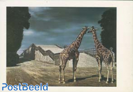 'Twee giraffen in het park van Versailles'
