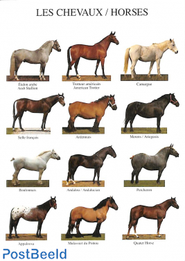Horses