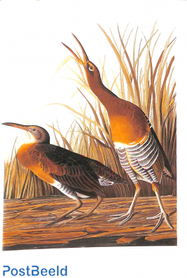 J.J. Audubon, Rallus longirostris