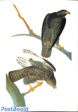 J.J. Audubon, Red tailed hawk