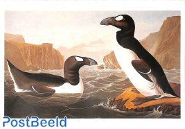 J.J. Audubon, Great Auk