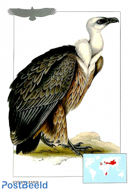 Gyps Fulvus