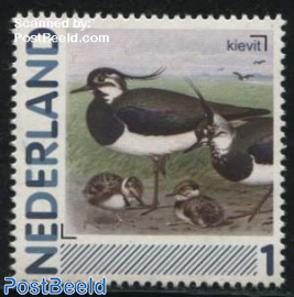 Birds, Kievit 1v (Vanellus vanellus)