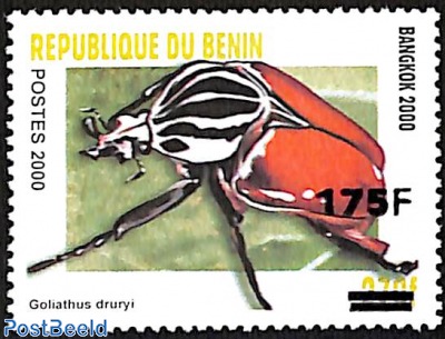 Goliath beetle, Goliathus druryi, overprint