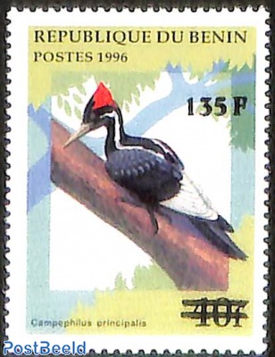 woodpecker, bird