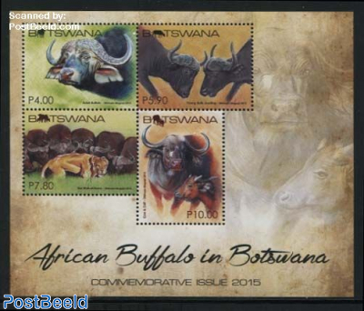African Buffalo s/s