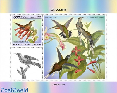 Hummingbirds (Phaethornis striigularis)
