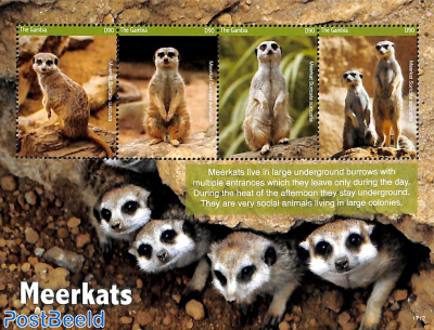 Meerkats 4v m/s