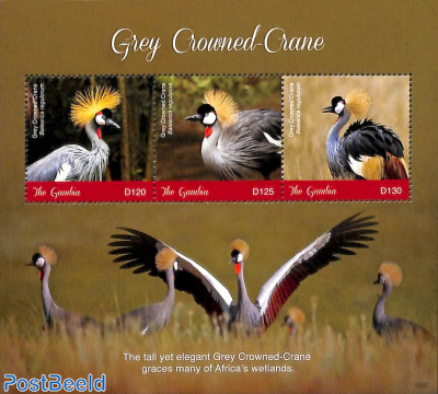 Grey crowned Crane 3v m/s
