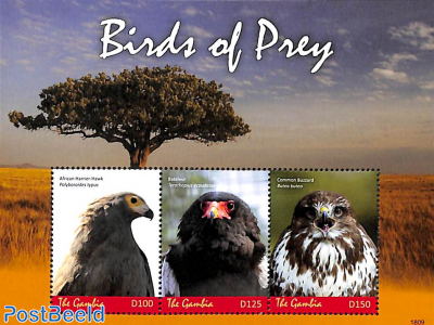 Birds of prey 3v m/s