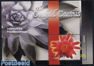 Orchid cactus s/s, Epiphyllum s/s