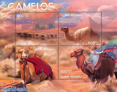 Camels 4v m/s