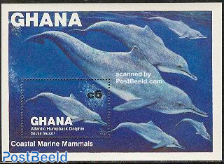 Dolphins s/s