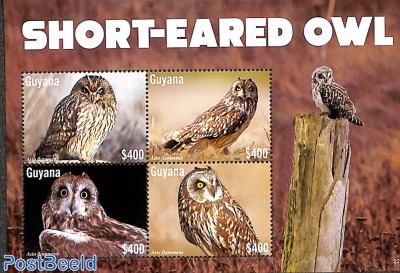 Short-Eared owl 4v m/s