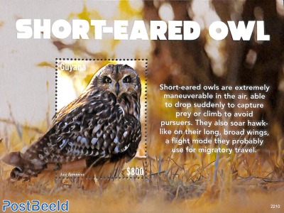 Short-Eared owl s/s