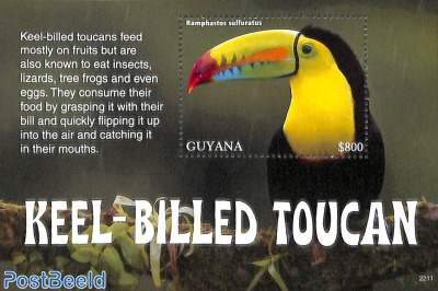 Keel-Billed Toucan s/s