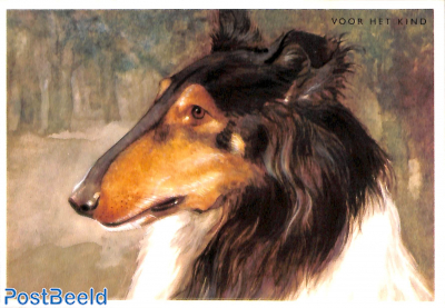 Collie, Schotse herdershond