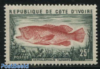 Fish (Cephalopholis taeniops) 1v