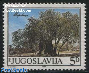 Olive tree of Mirovica 1v