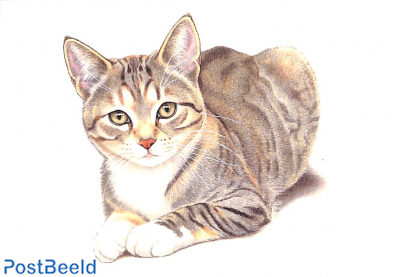 Francien van Westering, cat