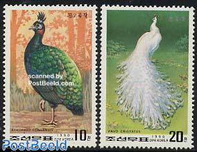 Peacock 2v