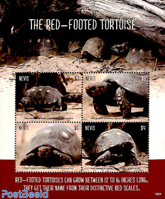 Red-footed tortoise 4v m/s