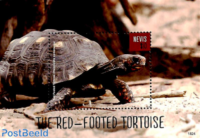 Red-footed tortoise s/s