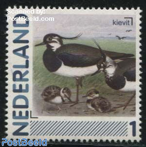 Birds, Kievit 1v (Vanellus vanellus)