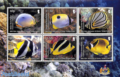 Indian Butterflyfish 6v m/s