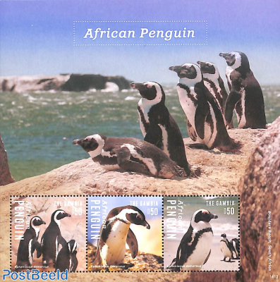 African Penguin 3v m/s