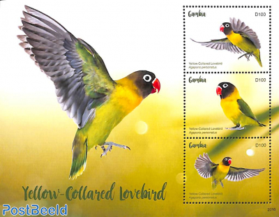 Yellow-Collared Lovebird 3v m/s