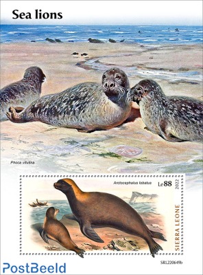 sea lions