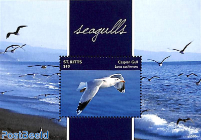Seagulls s/s