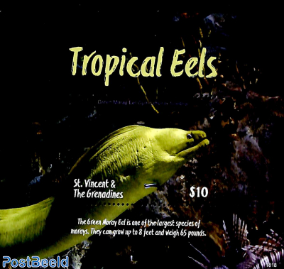Tropical Eels s/s
