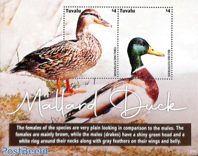 Mallard Duck s/s