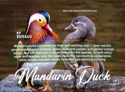 Mandarin duck s/s